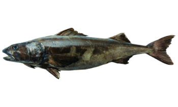 Black Cod