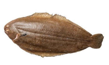 Dover Sole