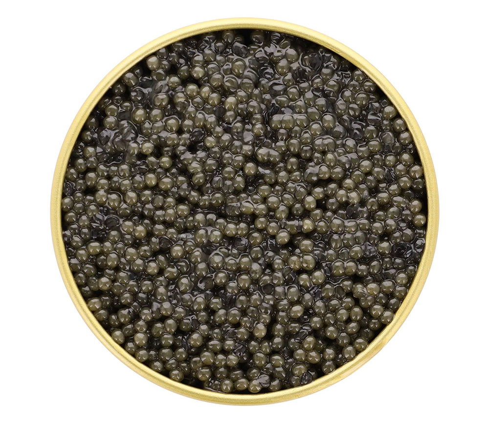 Caviar - Paddlefish ~ Polydon Spathula