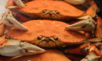 U.S. Dungeness Crab Meat